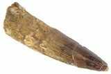 Fossil Spinosaurus Tooth - Real Dinosaur Tooth #383792-1